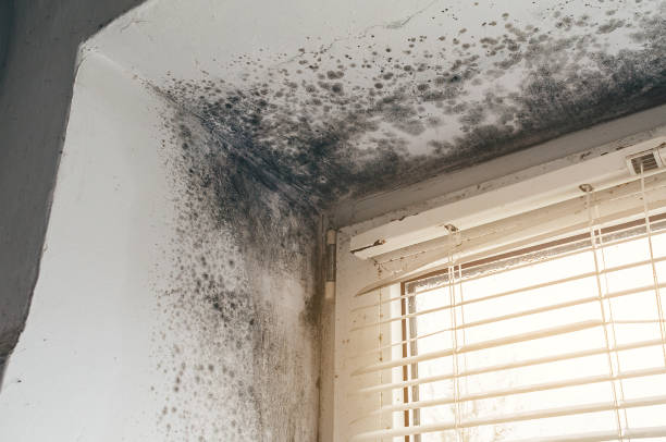 Affordable Mold Cleanup solutions in Jacksonville, OR